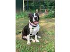 Adopt Zora a Black - with White American Staffordshire Terrier / Boxer / Mixed
