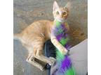 Adopt Sam a Orange or Red Domestic Shorthair / Domestic Shorthair / Mixed cat in