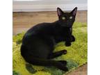 Adopt Dean a All Black Domestic Shorthair / Domestic Shorthair / Mixed cat in