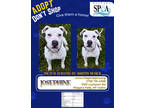 Adopt Josephine a White American Pit Bull Terrier / Mixed Breed (Medium) / Mixed