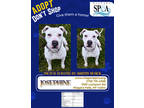 Adopt Josephine a White American Pit Bull Terrier / Mixed dog in Niagara Falls