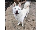 Adopt Elsa a Siberian Husky