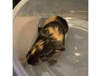 Adopt Raisin a Guinea Pig small animal in Las Vegas, NV (38474469)