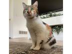 Adopt Roo C12423 a Calico or Dilute Calico Domestic Shorthair / Mixed cat in