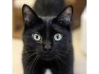 Adopt Disco Inferno a All Black Domestic Shorthair / Mixed cat in Austin