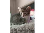 Adopt Dusty a Domestic Shorthair / Mixed (short coat) cat in Crocker