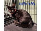 Adopt Laffy Taffy a Domestic Shorthair / Mixed (short coat) cat in Cambridge
