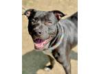 Adopt Jetson a Black American Pit Bull Terrier / Mixed dog in Anderson