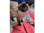 Adopt Wonton a Siamese / Mixed (short coat) cat in Saint Albans, VT (38474852)