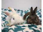Adopt Flash & Spaghetti a White Lionhead / Mixed (long coat) rabbit in Forked