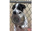 Adopt Saucy a White American Pit Bull Terrier / Mixed dog in Toccoa