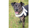 Adopt Nino a Black Terrier (Unknown Type, Small) / Mixed dog in Gulfport