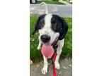 Adopt Colette a White Beagle / Mixed dog in Morton Grove, IL (38294782)
