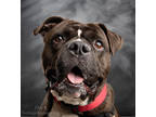 Adopt Dutch a Brown/Chocolate American Pit Bull Terrier / Mixed dog in