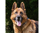 Adopt Tosiek a Brown/Chocolate Shepherd (Unknown Type) / Mixed dog in