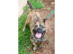 Adopt Voltage - IN FOSTER a Brindle Mixed Breed (Medium) / Mixed dog in