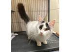Adopt Binx LH a Domestic Mediumhair / Mixed (medium coat) cat in Portland