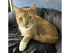 Adopt Priscilla a Domestic Shorthair / Mixed (short coat) cat in Jim Thorpe