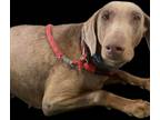 Adopt Uncaged Paws - Calamity Jane a Brown/Chocolate Doberman Pinscher / Mixed