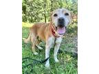 Adopt Chuck a Brown/Chocolate - with White Pit Bull Terrier / St.