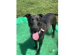 Adopt Luna a Black Mixed Breed (Medium) / Mixed dog in San Leon, TX (38237463)