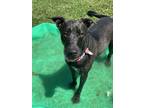 Adopt Luna a Mixed Breed (Medium) / Mixed dog in San Leon, TX (38237463)