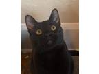 Adopt Lil DeVille a All Black Domestic Shorthair cat in Poplar Grove