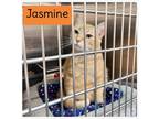 Adopt Jasmine a Orange or Red Tabby Domestic Shorthair / Mixed (short coat) cat