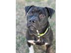 Adopt Diesel Patino a Mixed Breed (Medium) dog in Wichita Falls, TX (38198051)