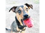 Adopt Meeka a Brown/Chocolate - with Tan German Shepherd Dog dog in Phoenix