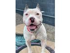 Adopt Birdie a White - with Gray or Silver Staffordshire Bull Terrier / American