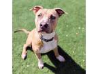 Adopt Hazel a Tan/Yellow/Fawn - with White American Pit Bull Terrier dog in