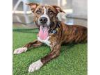 Adopt Dax a Brindle - with White Boxer / American Pit Bull Terrier dog in