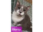 Adopt Shorty a Gray or Blue (Mostly) Domestic Shorthair (short coat) cat in