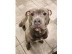 Adopt Livvy a Pit Bull Terrier