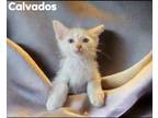 Adopt Calvados a Domestic Mediumhair / Mixed (short coat) cat in El Dorado