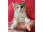 Adopt Berta a Calico / Mixed (short coat) cat in El Dorado, AR (38196404)