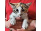 Adopt Gerta a Calico / Mixed (short coat) cat in El Dorado, AR (38196405)