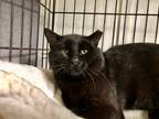 Adopt Whalley a Domestic Shorthair / Mixed (short coat) cat in Meriden