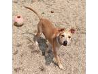 Adopt Jasper a Tan/Yellow/Fawn Mixed Breed (Medium) dog in Port Washington