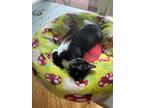 Adopt Linus a Black & White or Tuxedo Domestic Shorthair (short coat) cat in