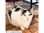 Adopt Cali a American Shorthair