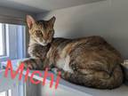 Adopt Michi a Bengal, American Shorthair