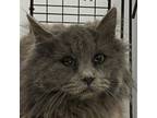 Adopt Freda a Domestic Medium Hair