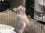 Adopt Mahogany a Bunny Rabbit