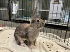 Adopt Eucalyptus a Bunny Rabbit