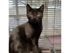 Adopt Clover a Domestic Short Hair