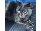 Adopt Juju a Domestic Short Hair