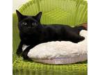 Adopt Elsa a Domestic Short Hair