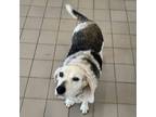 Adopt Biscuit Bliss a Beagle, Mixed Breed